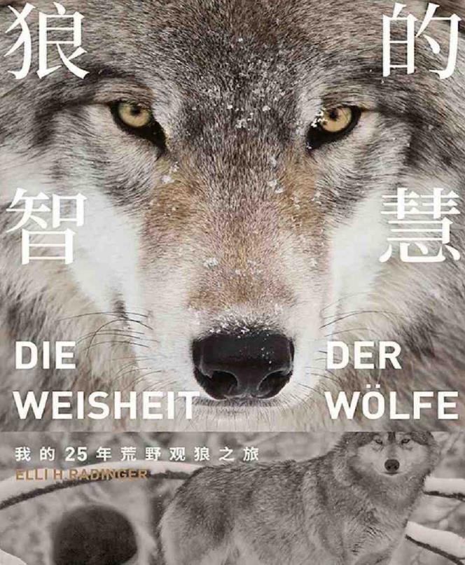 《狼的智慧》狼的生存哲学[pdf.epub] 图1